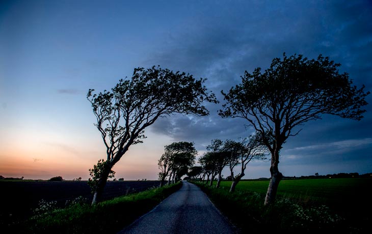 Tøndermarsken - foto: Ulrik Pedersen