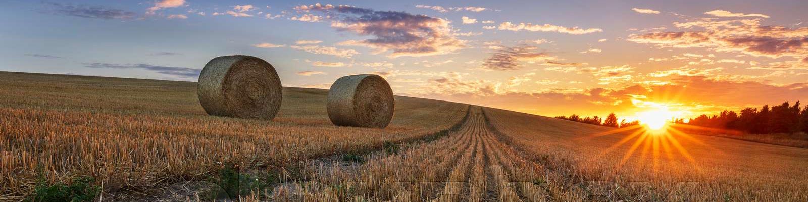 bioenergi halm i solnedgang